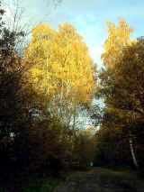 Warszawa - Lasek Br�dnowski  (56288 bytes)