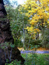 Warszawa - Lasek Br�dnowski  (213962 bytes)